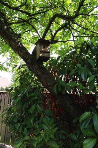 Lage des Stammnestes in einem Apfelbaum