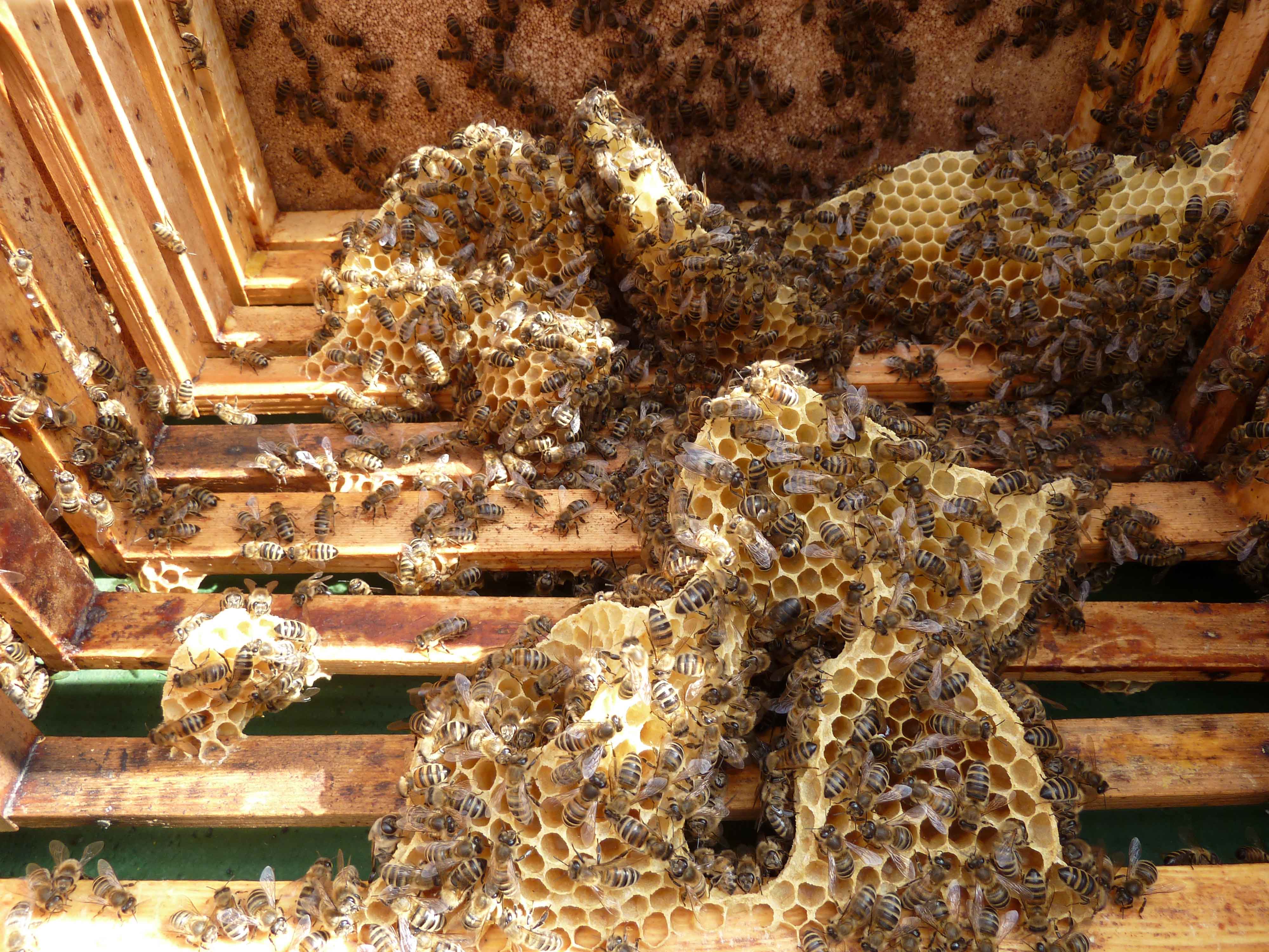 kreativer Naturbau im Bienenstock